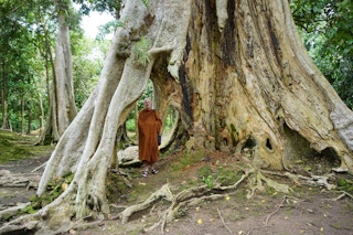 Tree_Jambi_Indonesia