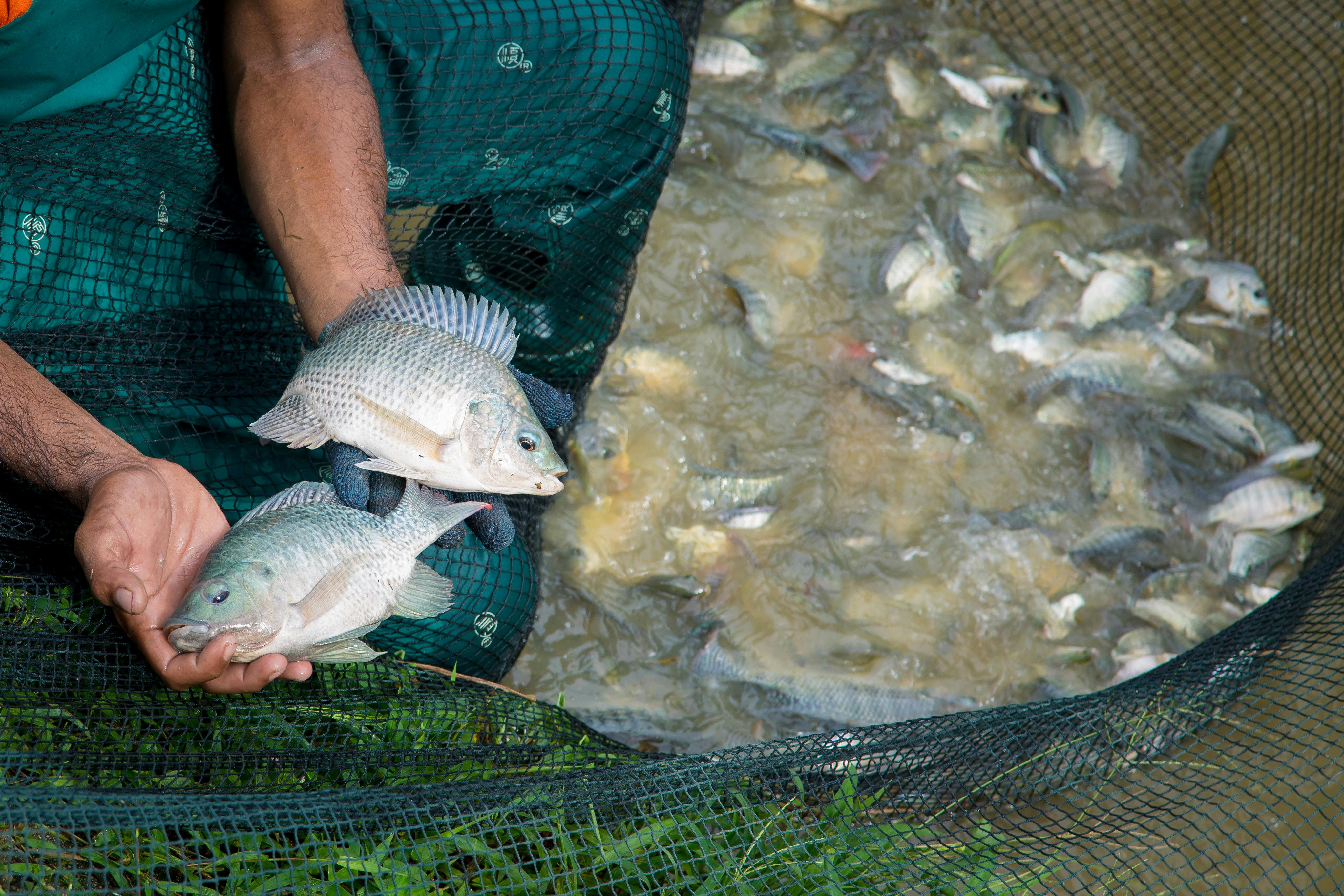 Aquaculture_Fish_Farming_Malaysia