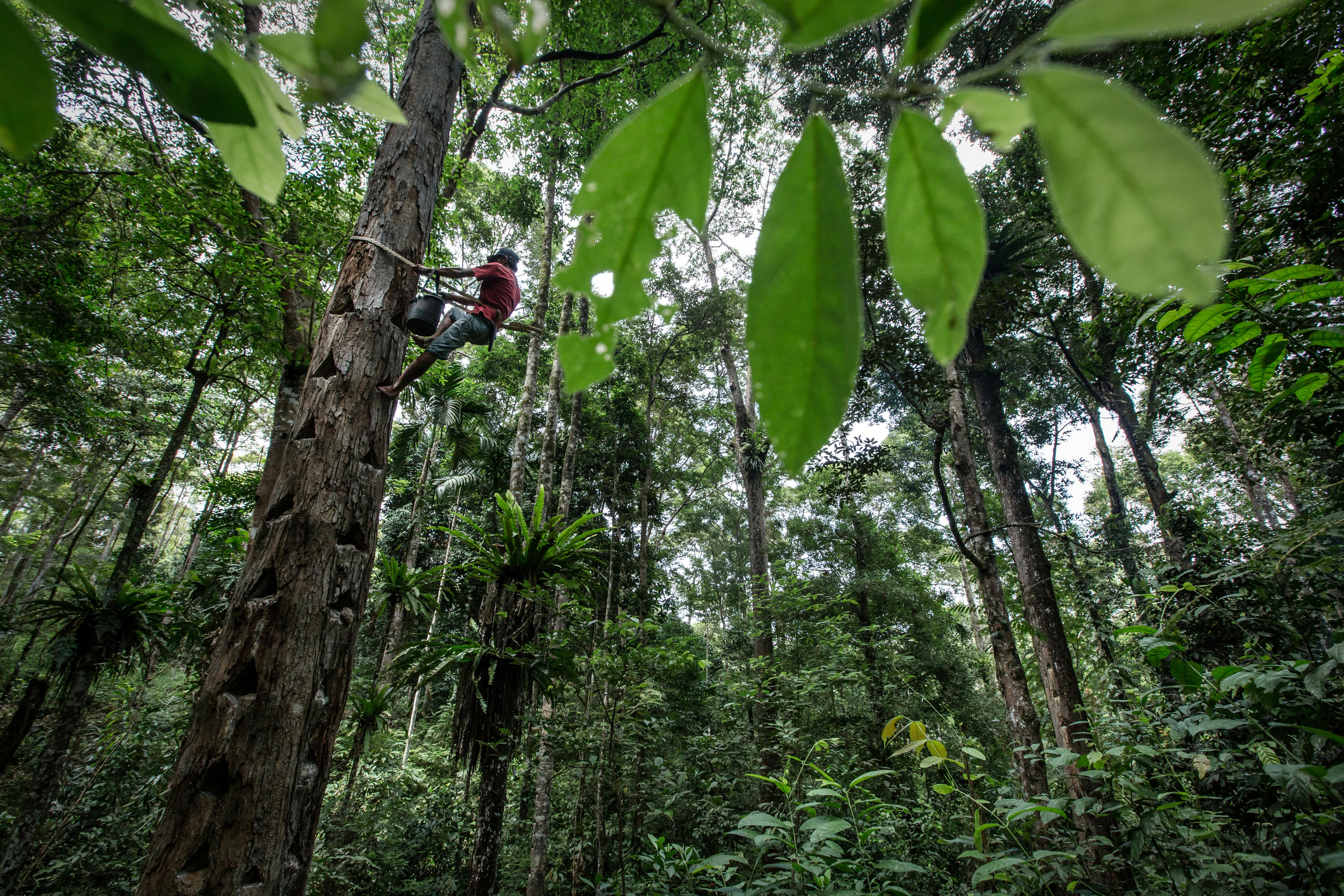 Rainforest in Pesisir Barat regency, Lampung province, Indonesia