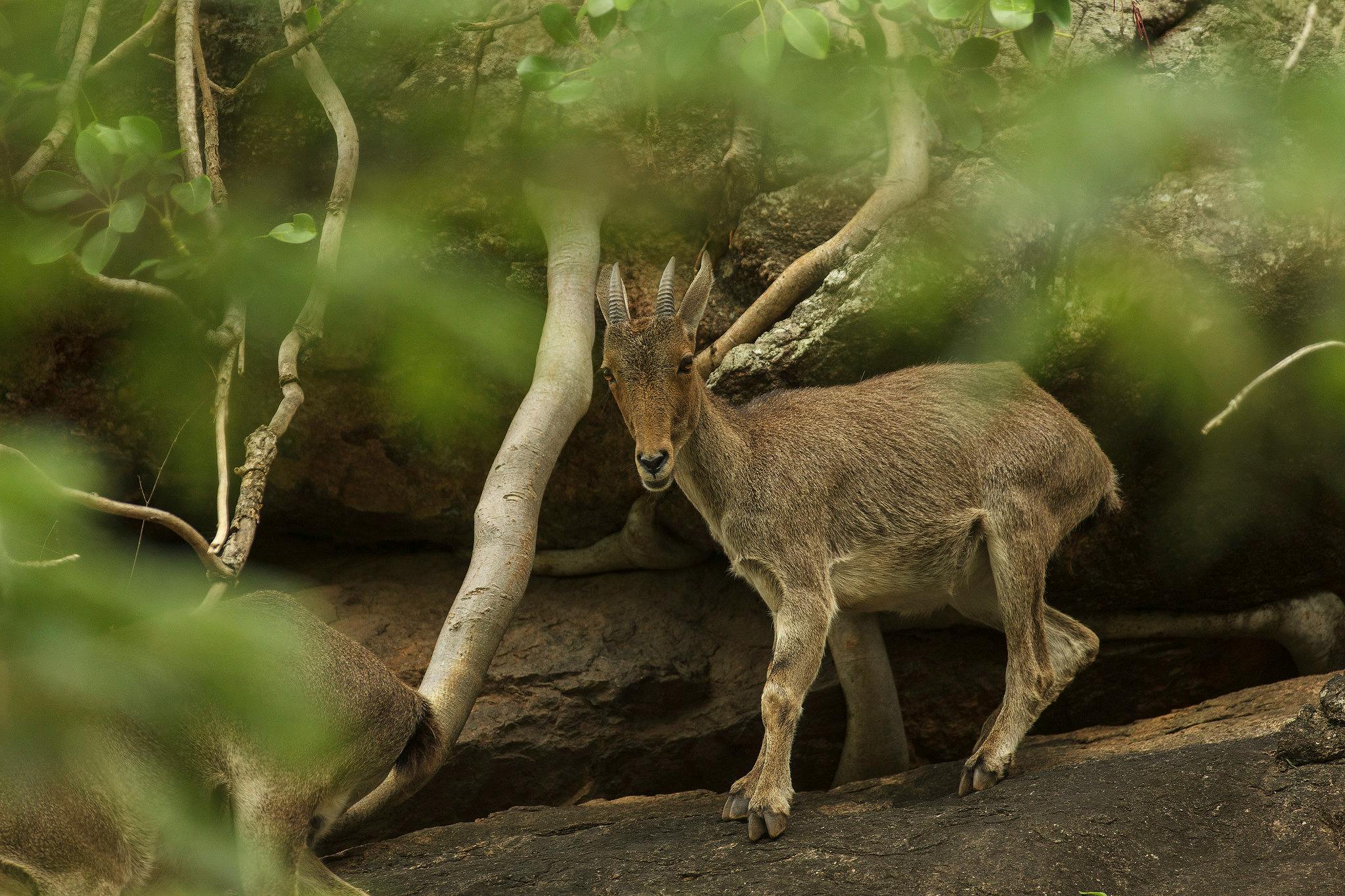 Forest communities in India seek better incomes from non-timber products