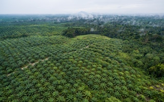 aerial footage of palm oil and forest
