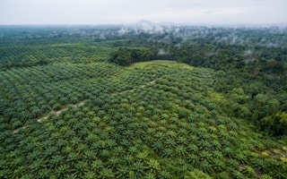 palm oil, drone shot