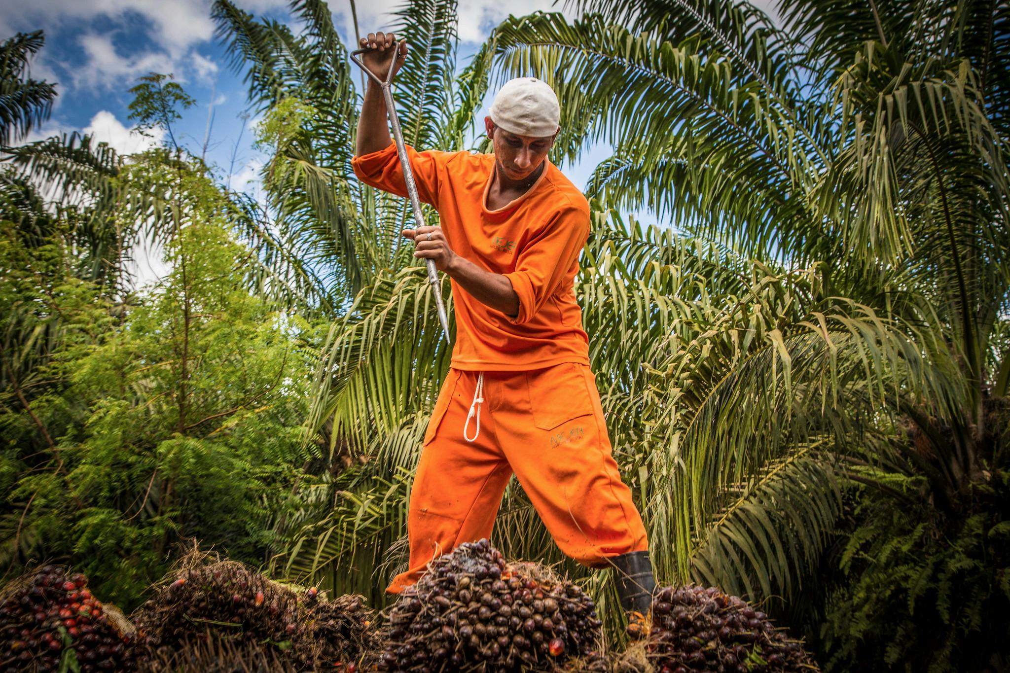 Oil_Palm_Worker_Truck