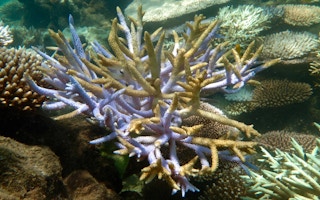 Dying coral