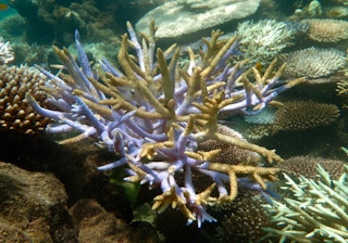 Dying coral