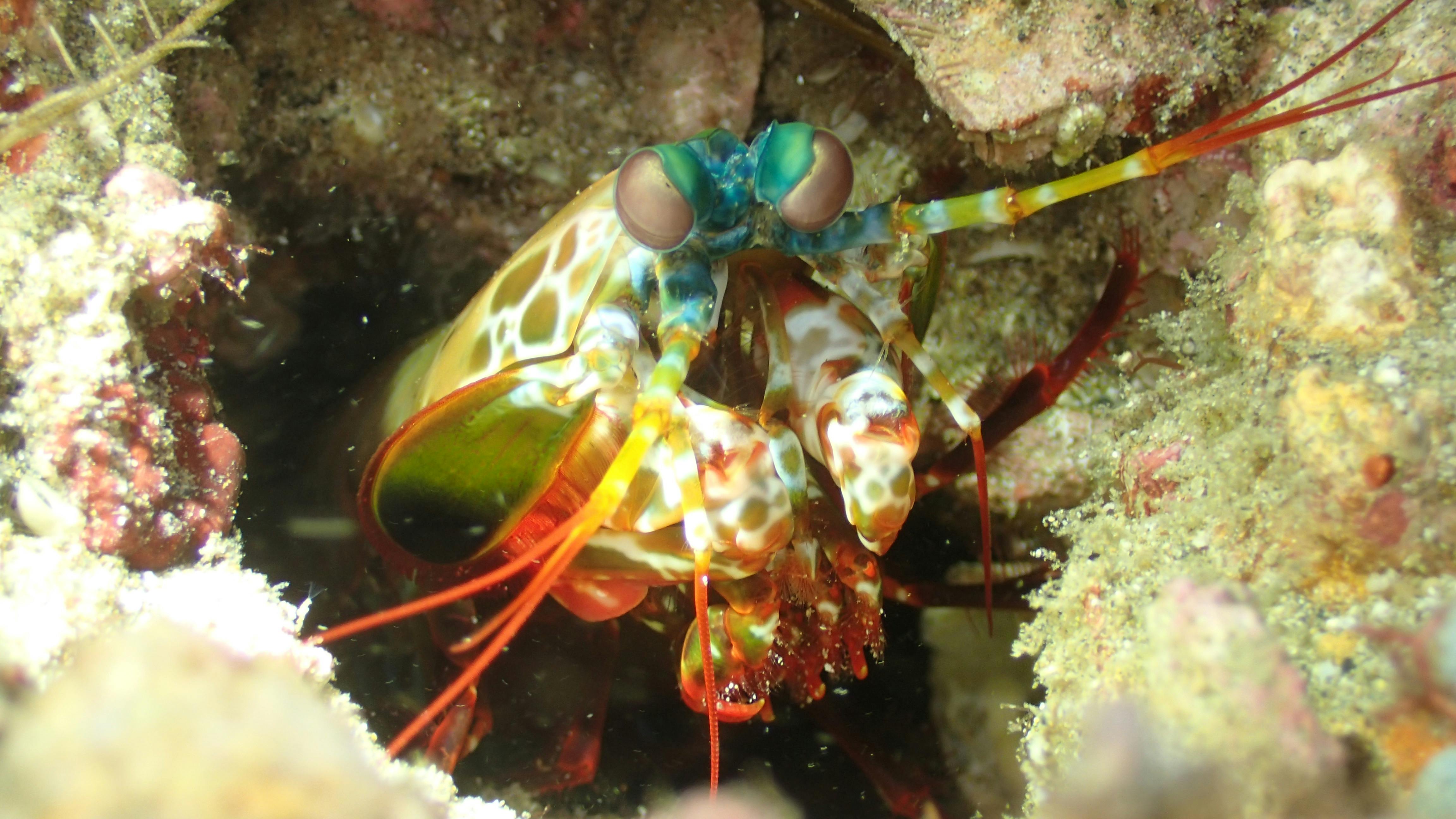 Coral_Reef_Restoration_Anilao