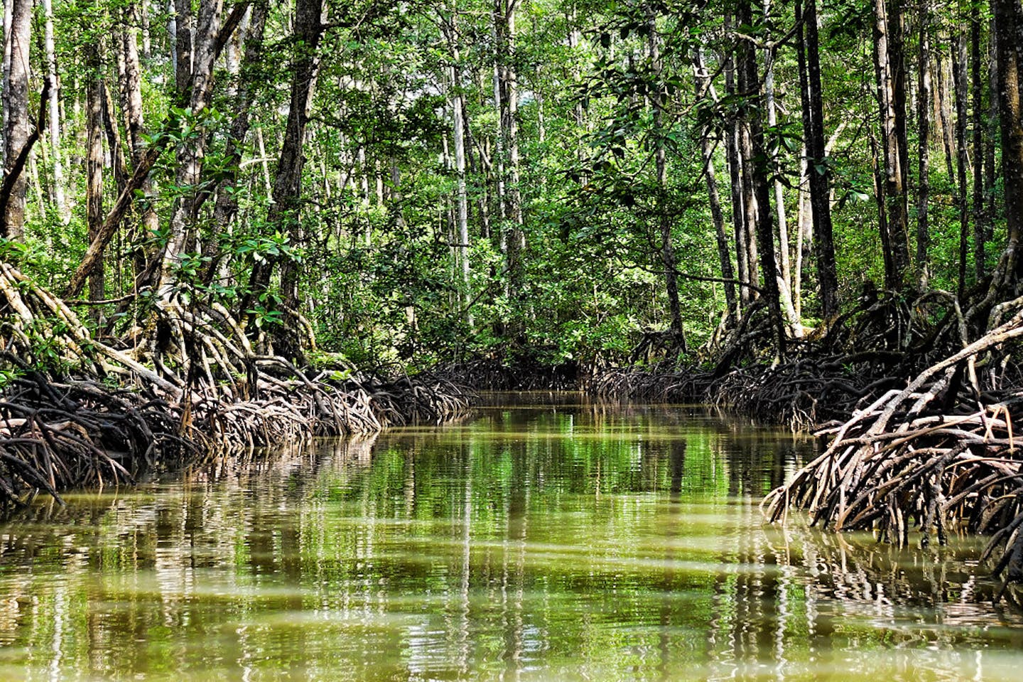Mangrove Puerto Princesa, Palawan