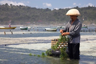 seaweed farming indonesia