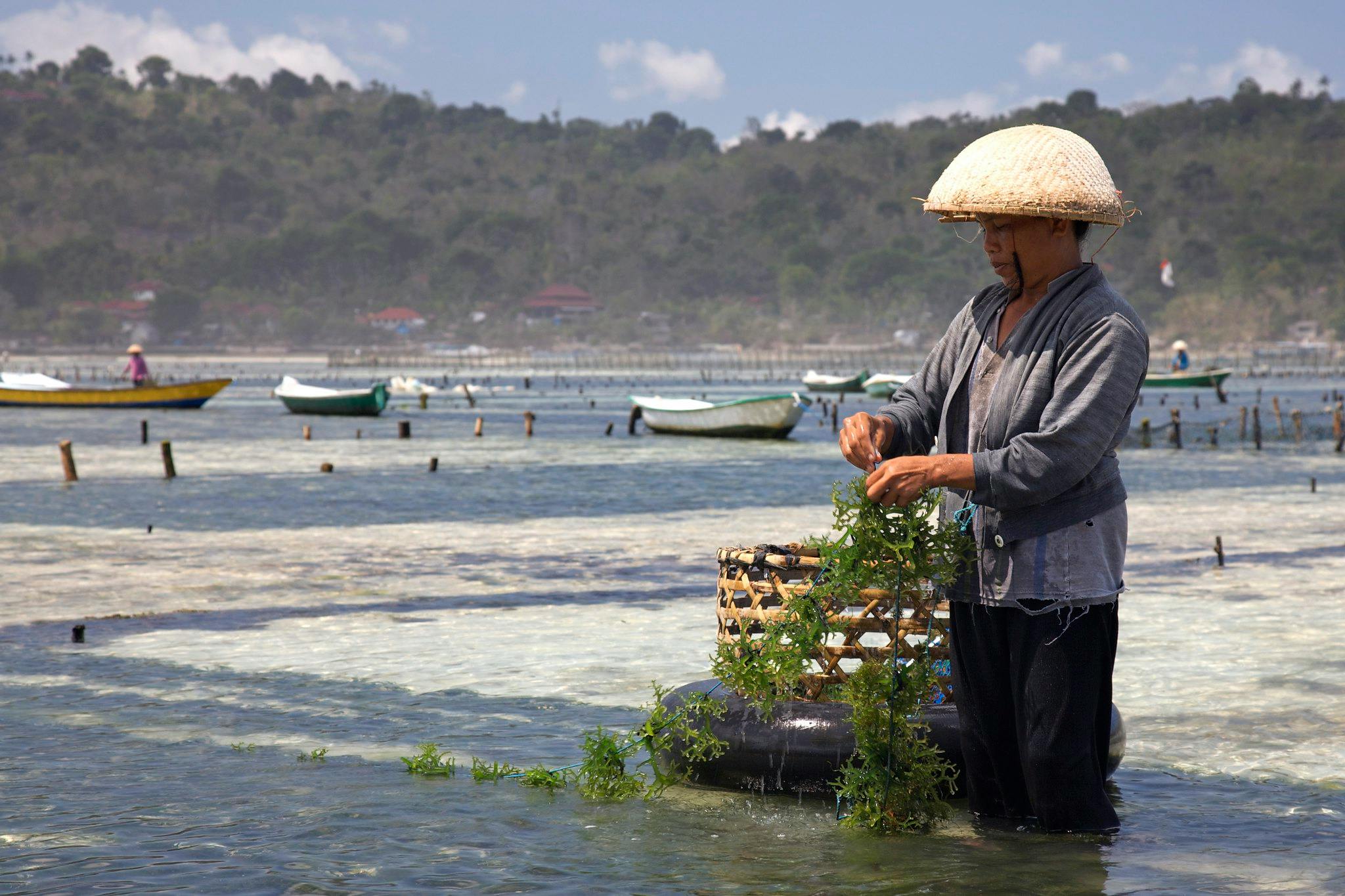 Seaweed_Farmer_Coastal_Indonesia