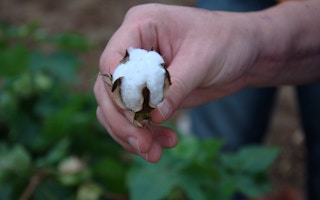 Cotton_Sustainable_India