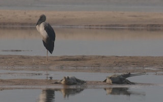 Sand_Mining_Gharial_River_India