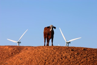 Cow between two wind turbines