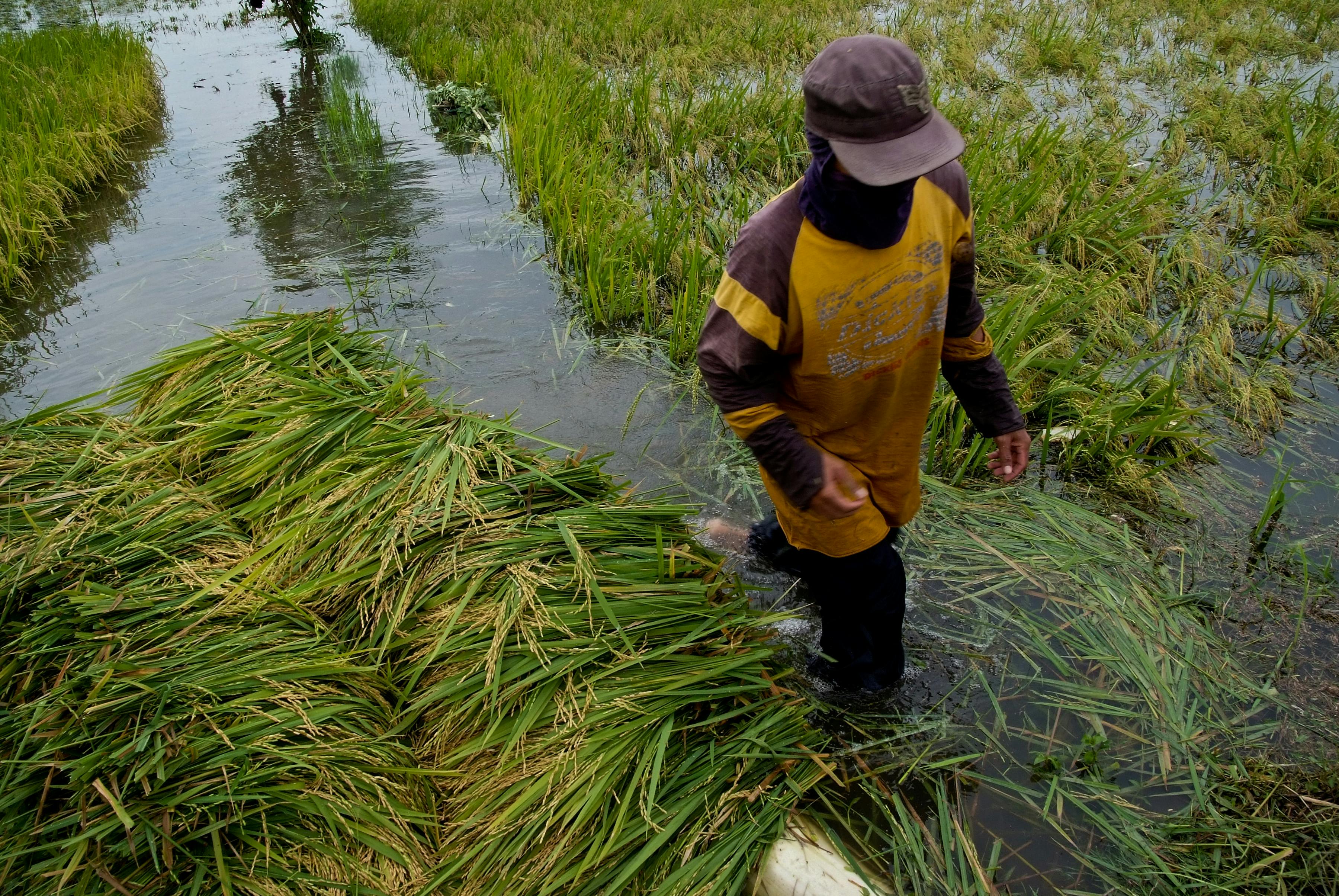 Rice_Farm_Flooded_Philippines_Typhoon