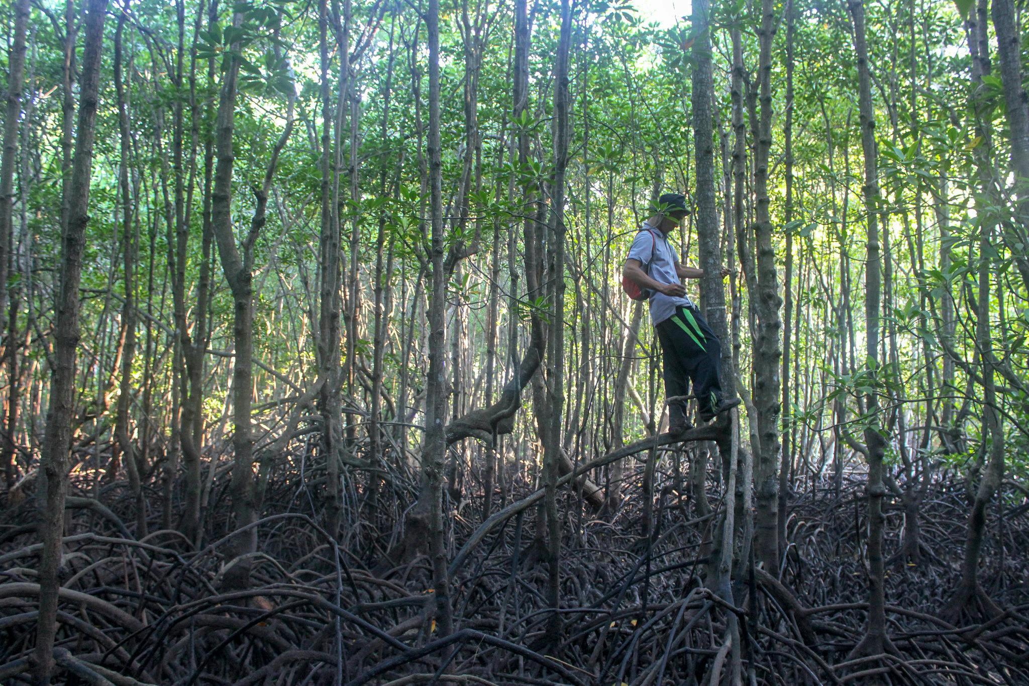 Mangrove_Reef_Indonesia_2