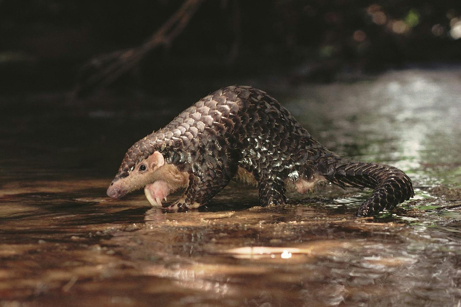 COP16_NBSAP_Biodiversity_Southeast_Asia_Chinese_Pangolin