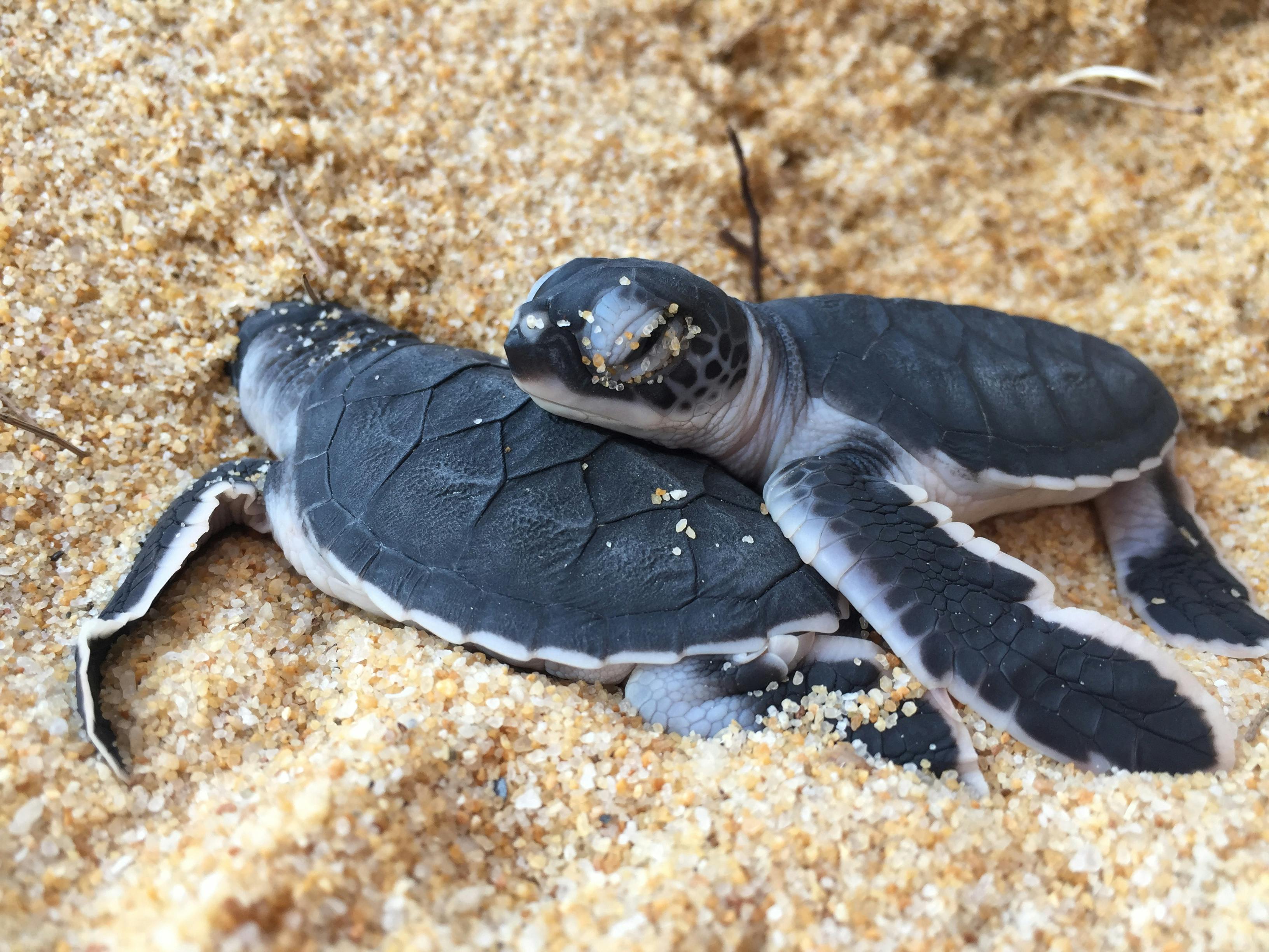 green sea turtle stragglers
