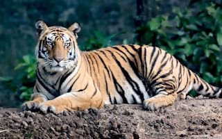 Tiger_Project_India