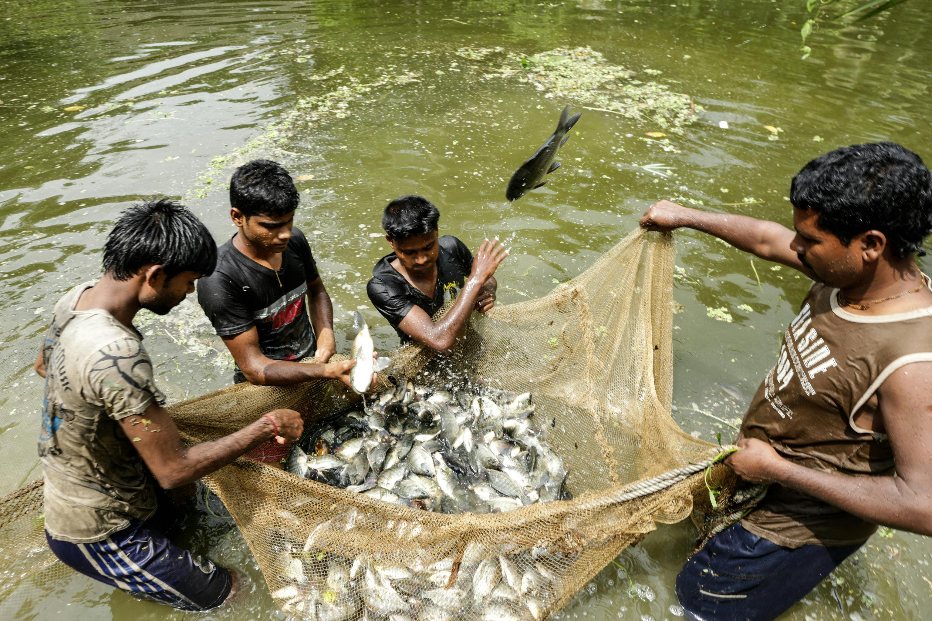 Declining carp stocks leave Bangladesh fishers struggling