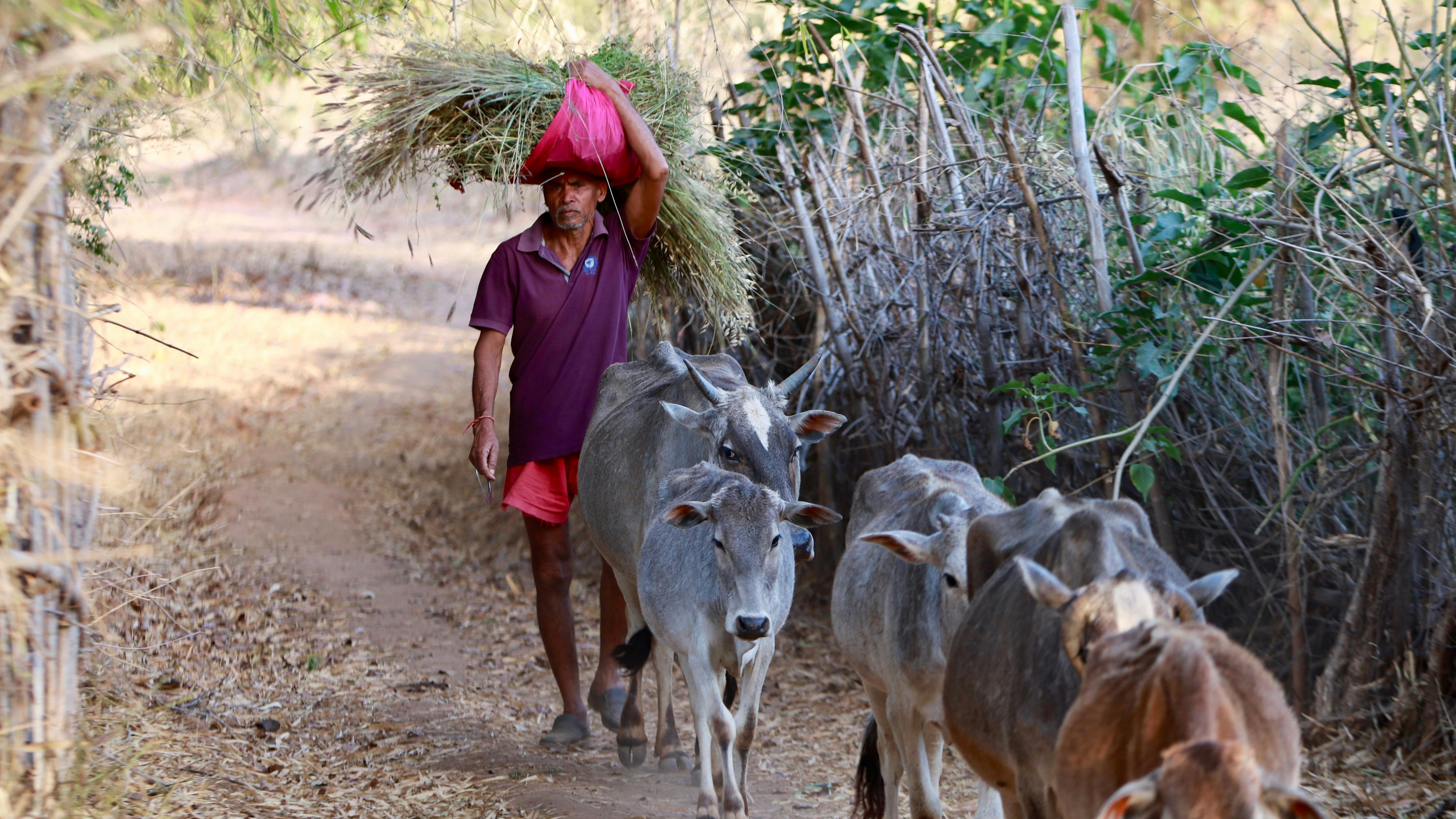 Livestock_Infestation_Rise_India