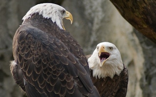 Bald_Eagle_US