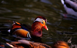 Mandarin_Duck_China