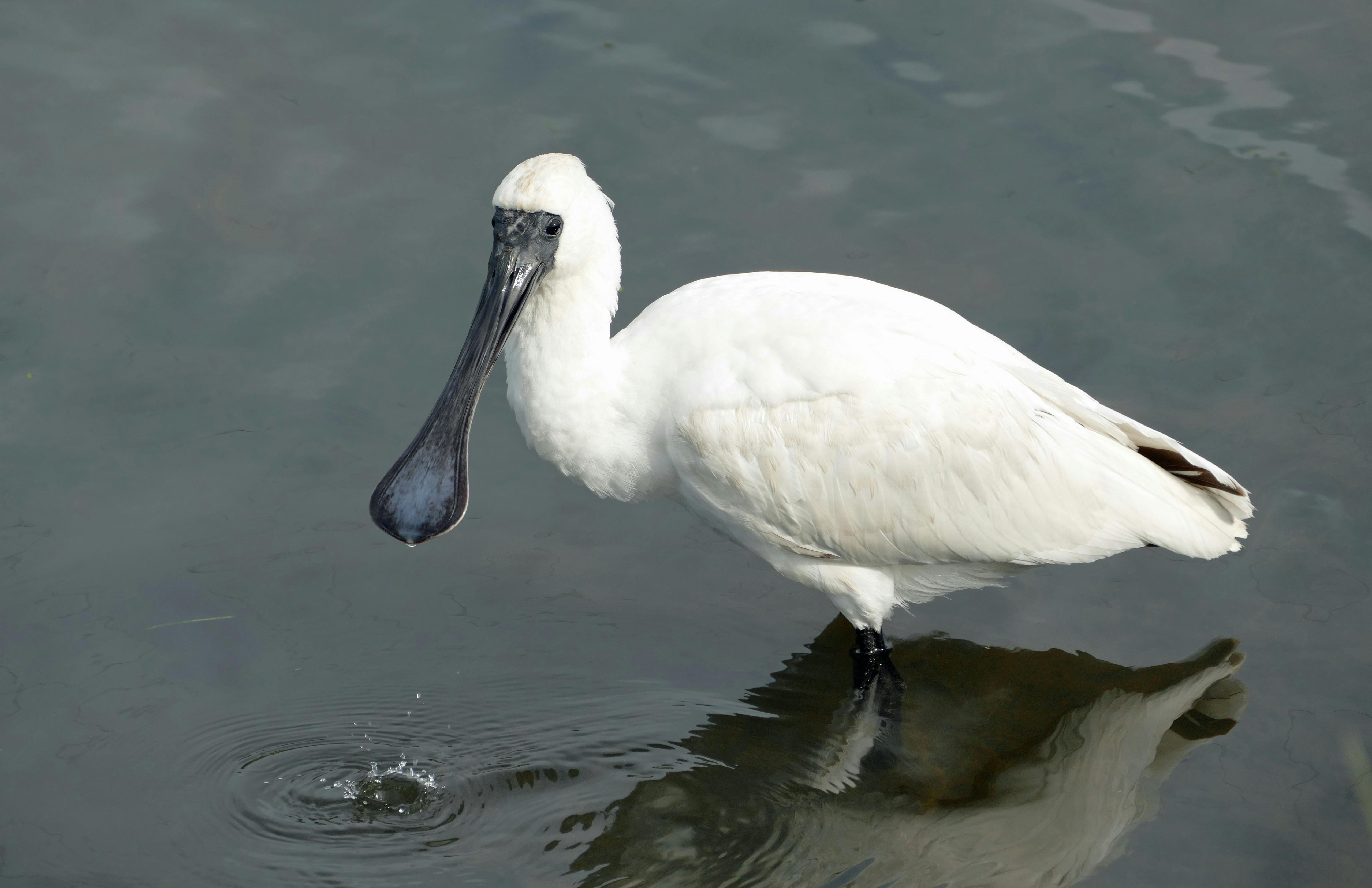 Spoonbill_Indonesia