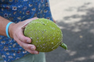 Breadfruit_Philippines