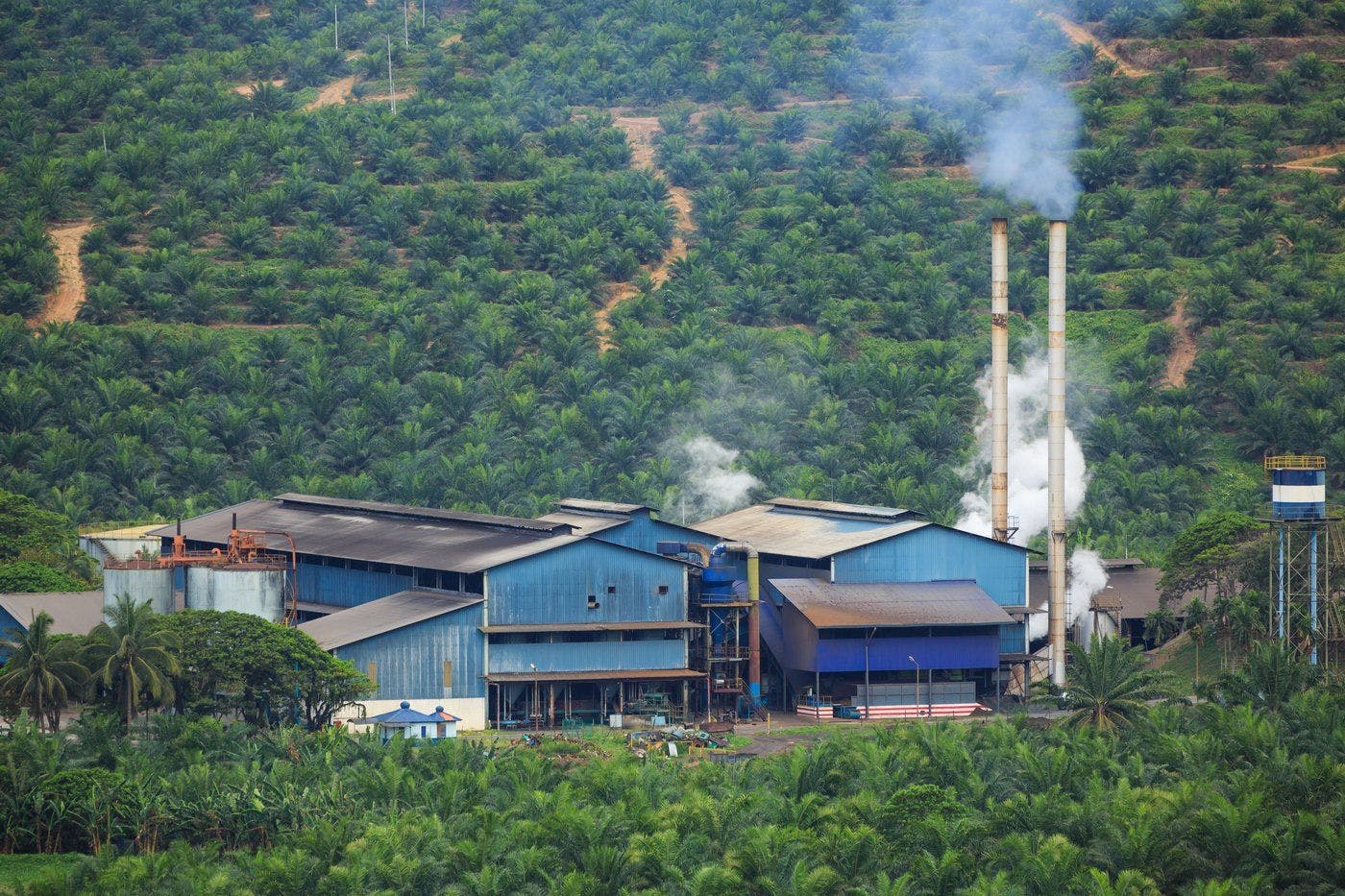 Palm oil plantation mill 01