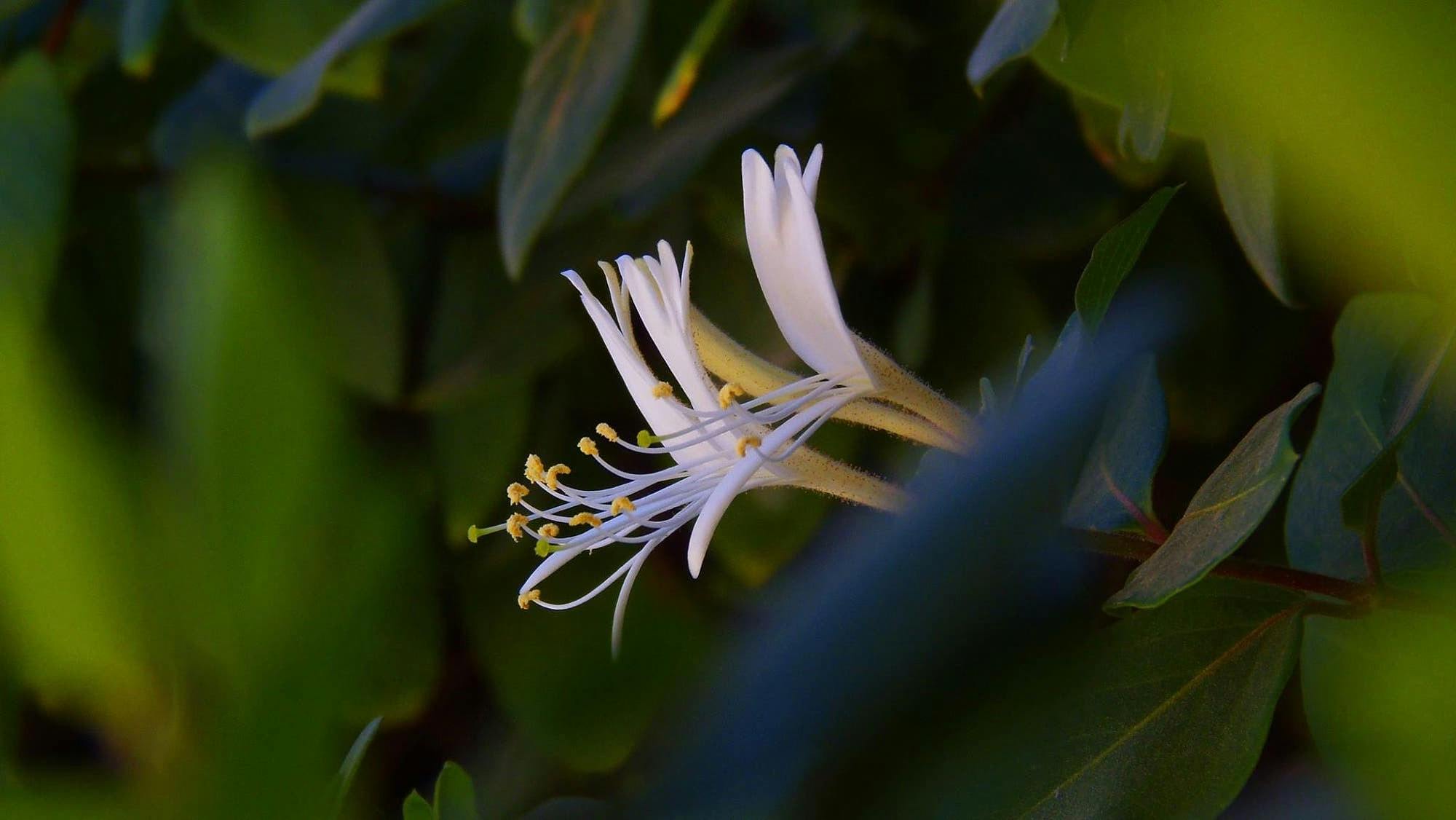 Jasmine_Farmers_Java