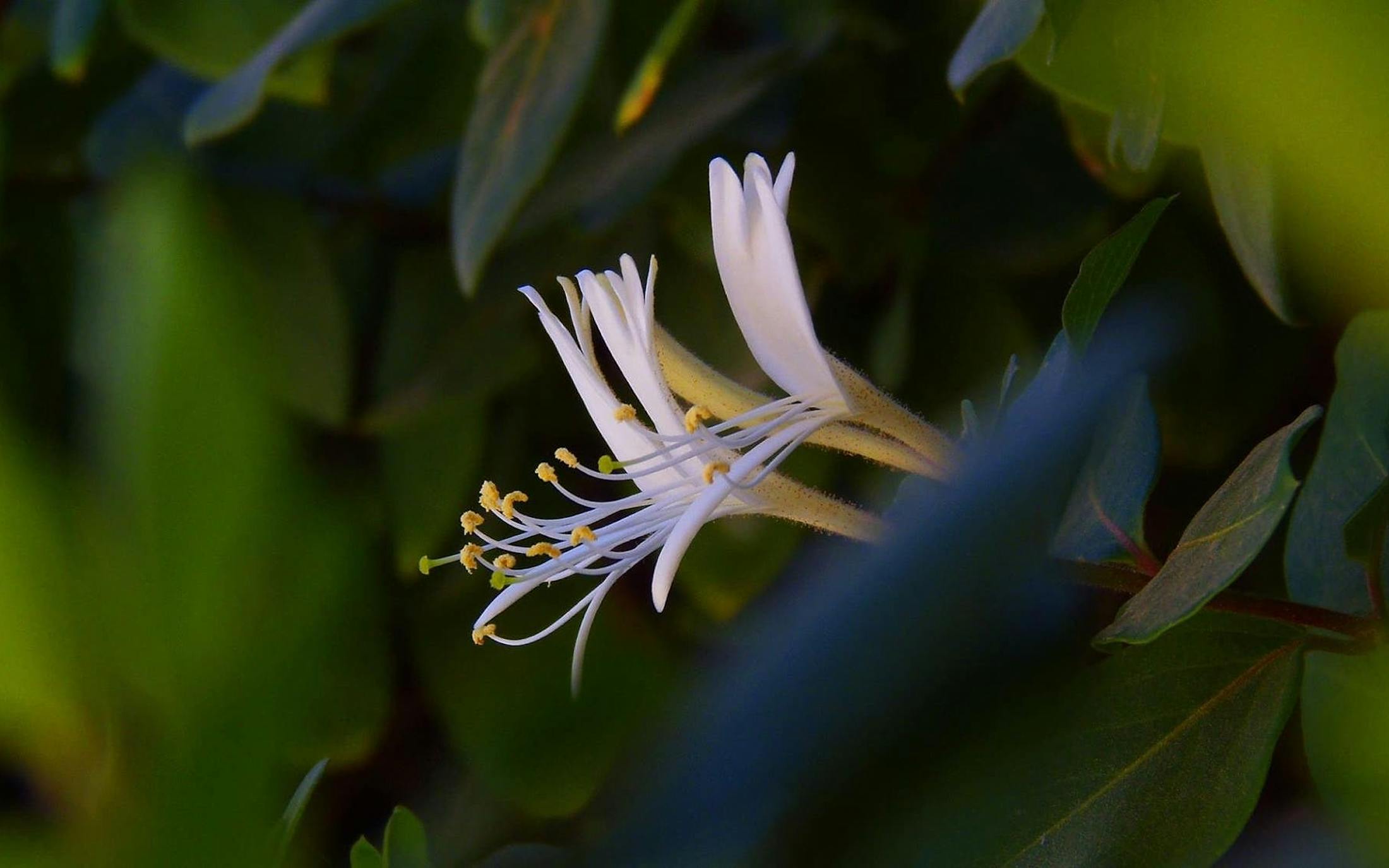 Java's eroding shoreline and surging tides overwhelm jasmine flower ...