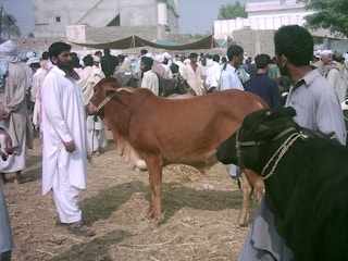 cow dung karachi