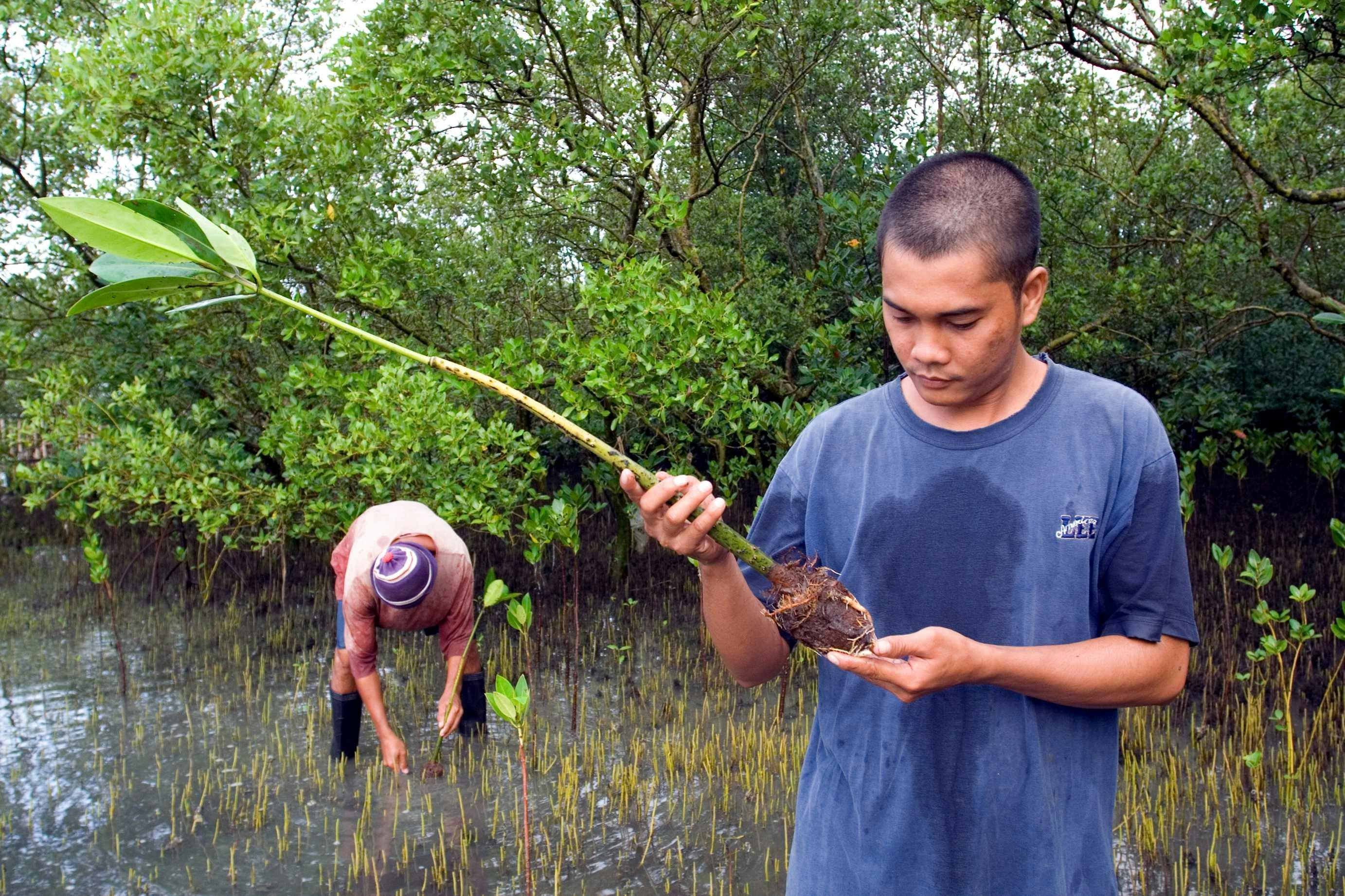 Mangrove_Loss_Philippines
