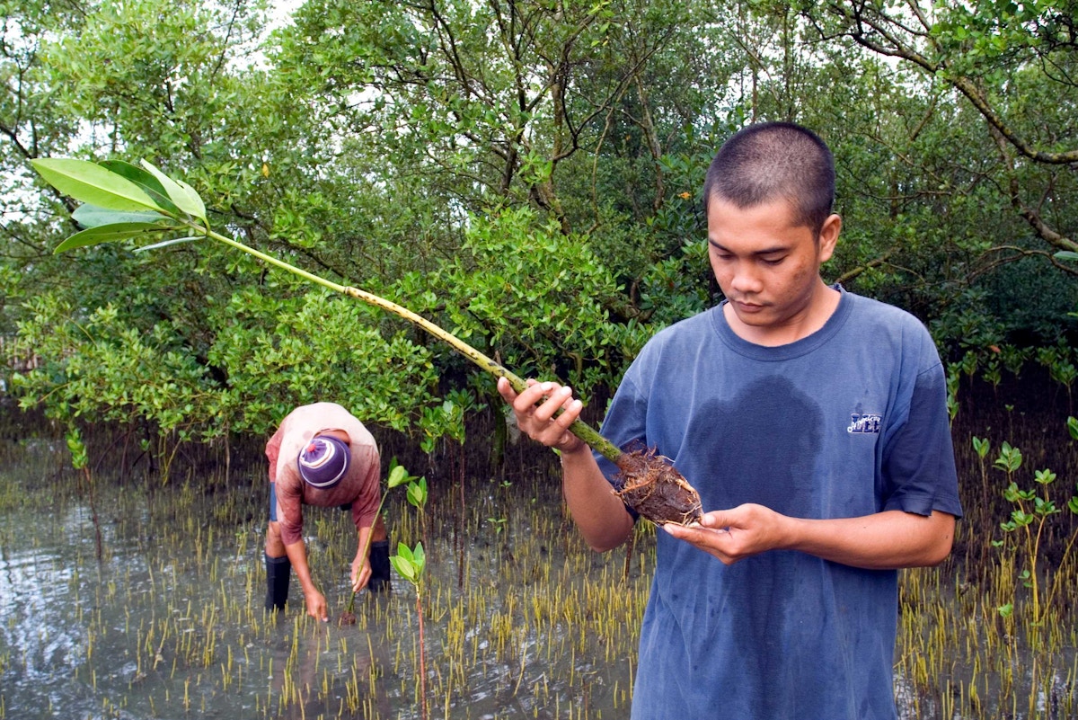 Filipino conservationists fear new law rubs salt in mangrove wound