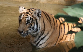 Tiger_Water_Nepal