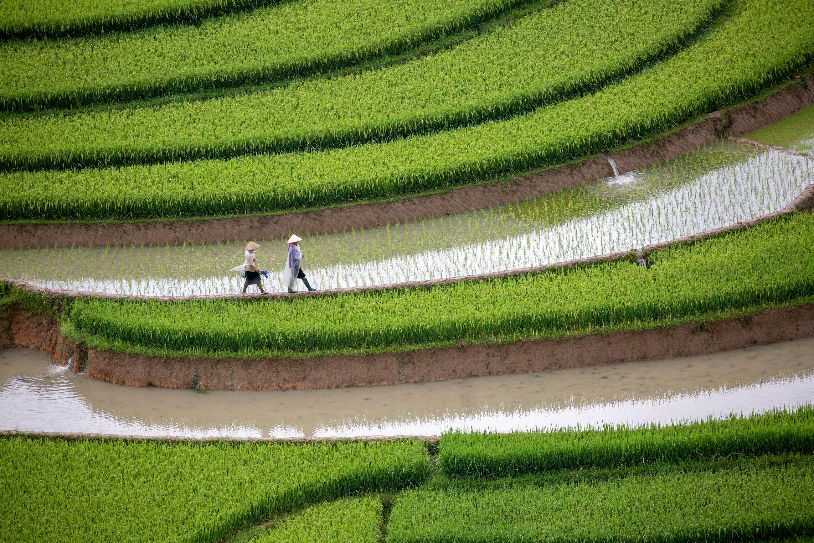 Farmer_Rice_Reform_Vietnam
