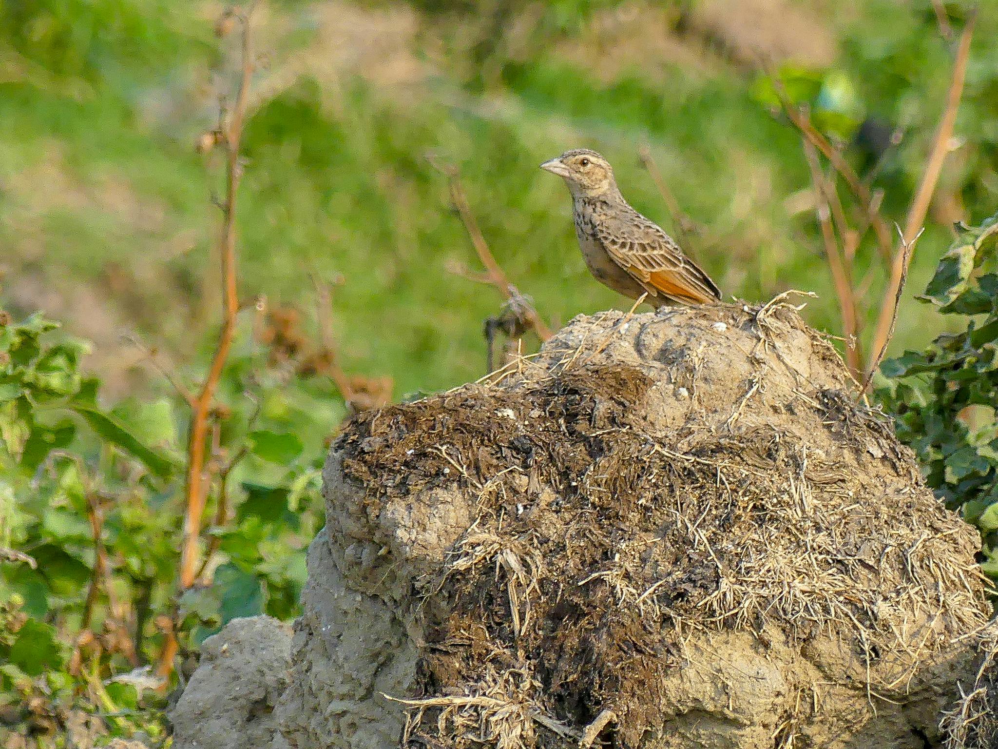 Deepor_Beel_Conservation