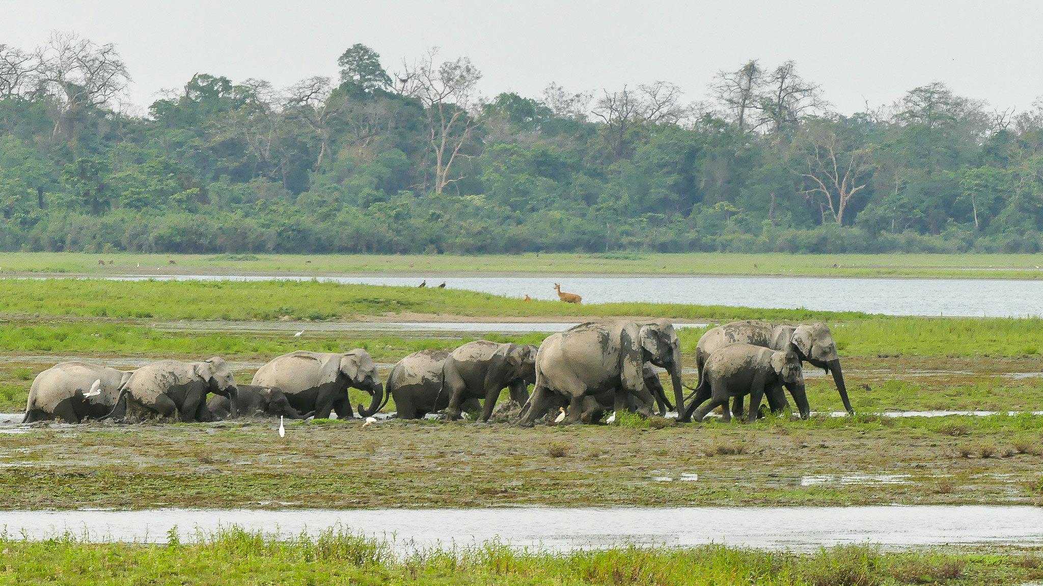 Asian_Elephants_Assam_India