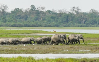 Asian_Elephants_Assam_India