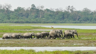 Asian_Elephants_Assam_India