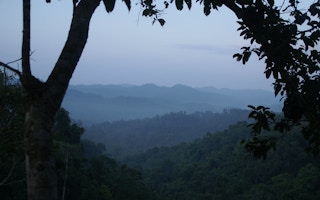 Forest in Bokèo, Laos