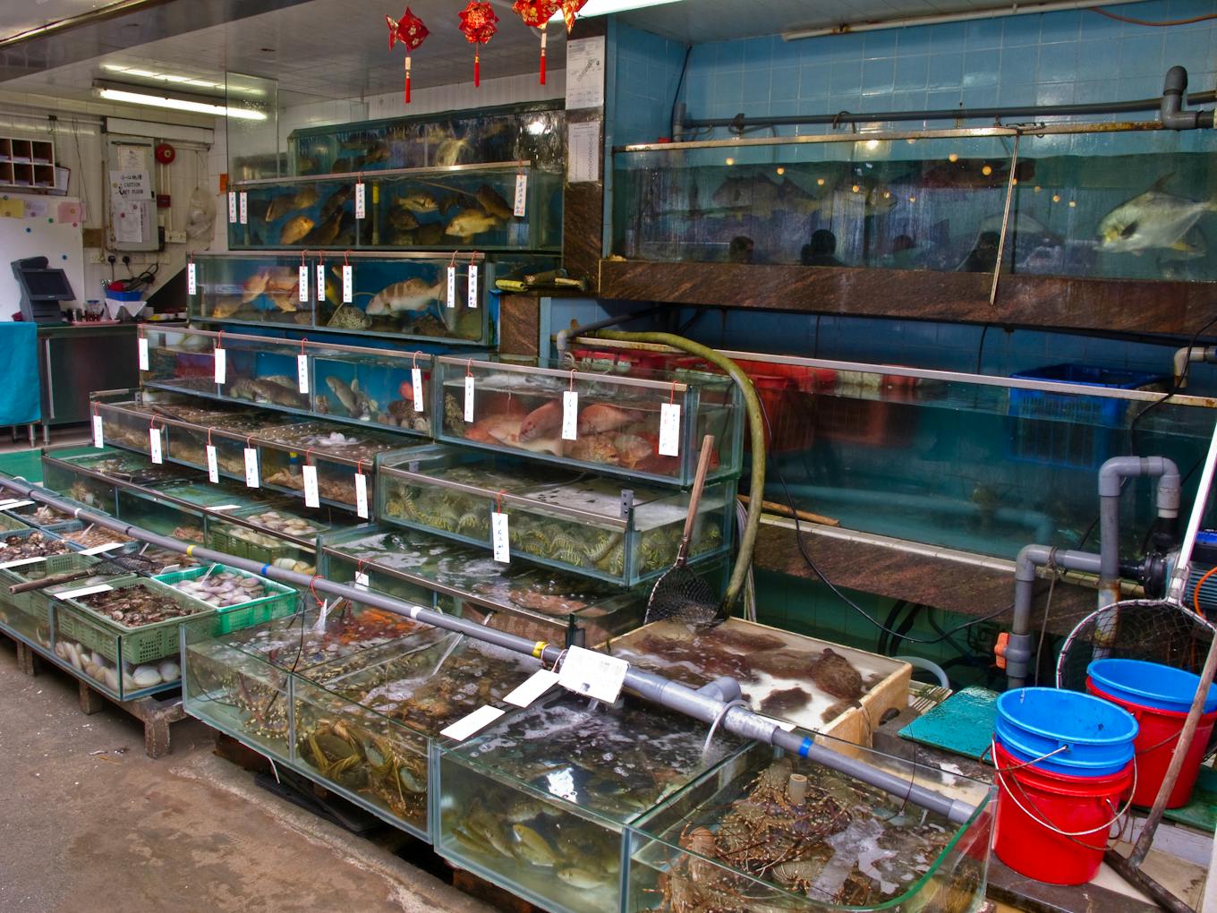 Seafood tanks at fish restaurant, Lamma island, Hong Kong.