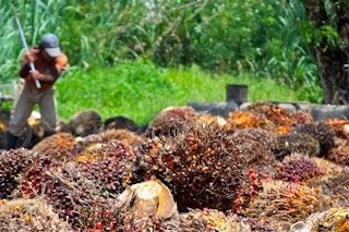 malaysian palm oil harvest