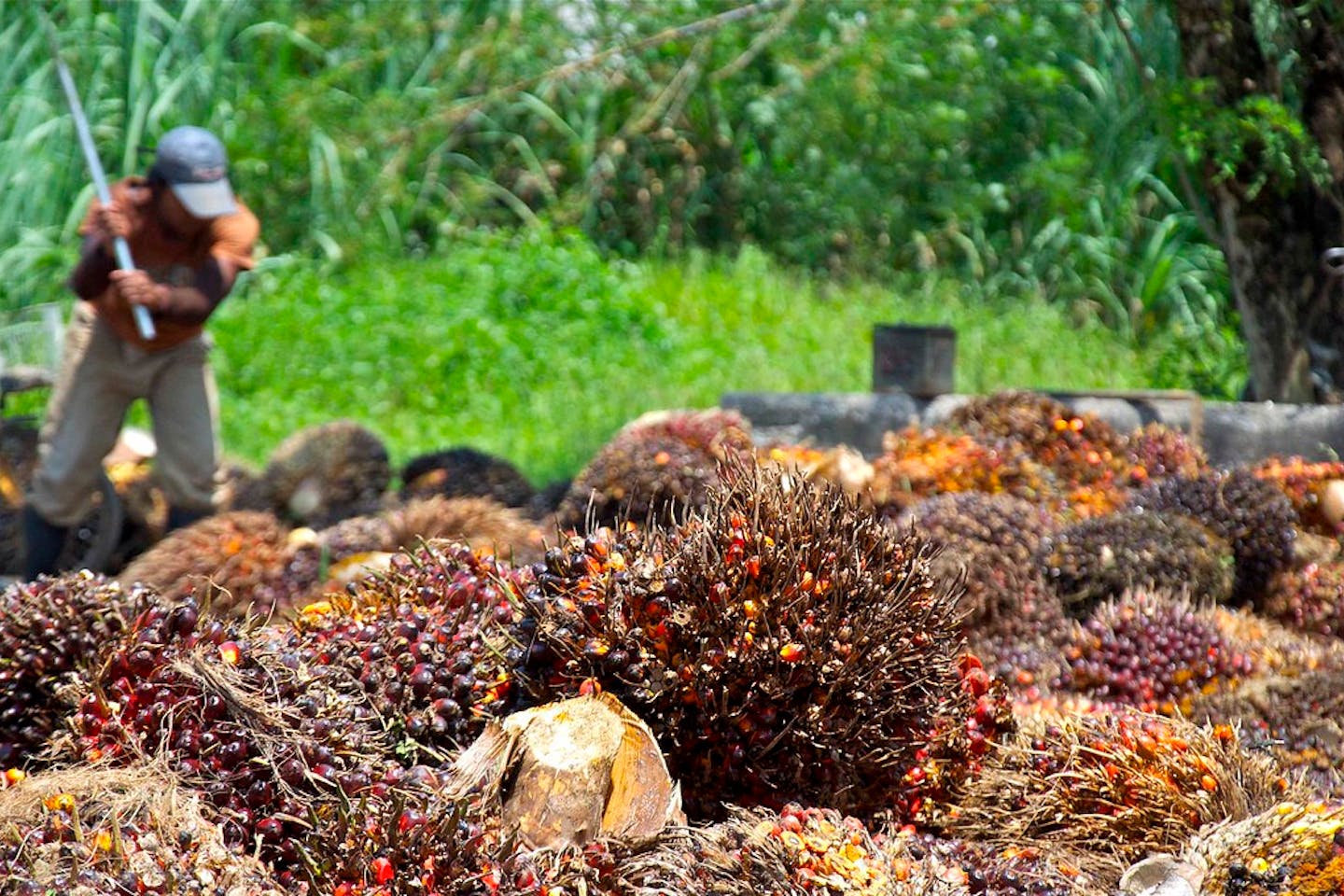 malaysian palm oil harvest