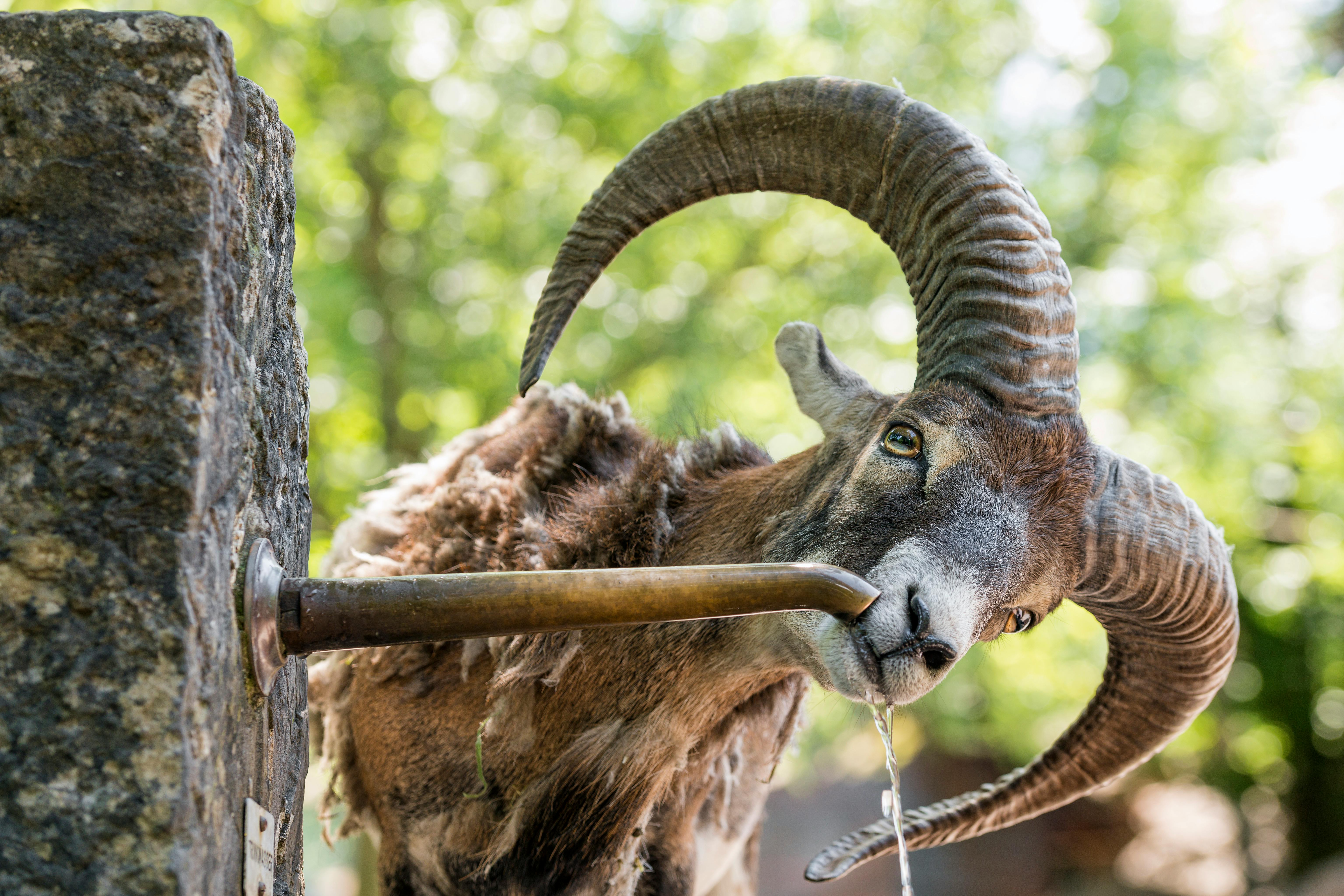 Mouflon_Drinking_Fountain