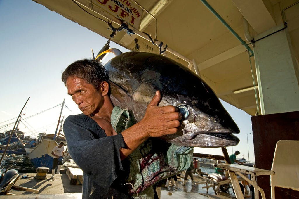 Tuna_Fisherman_Philippines