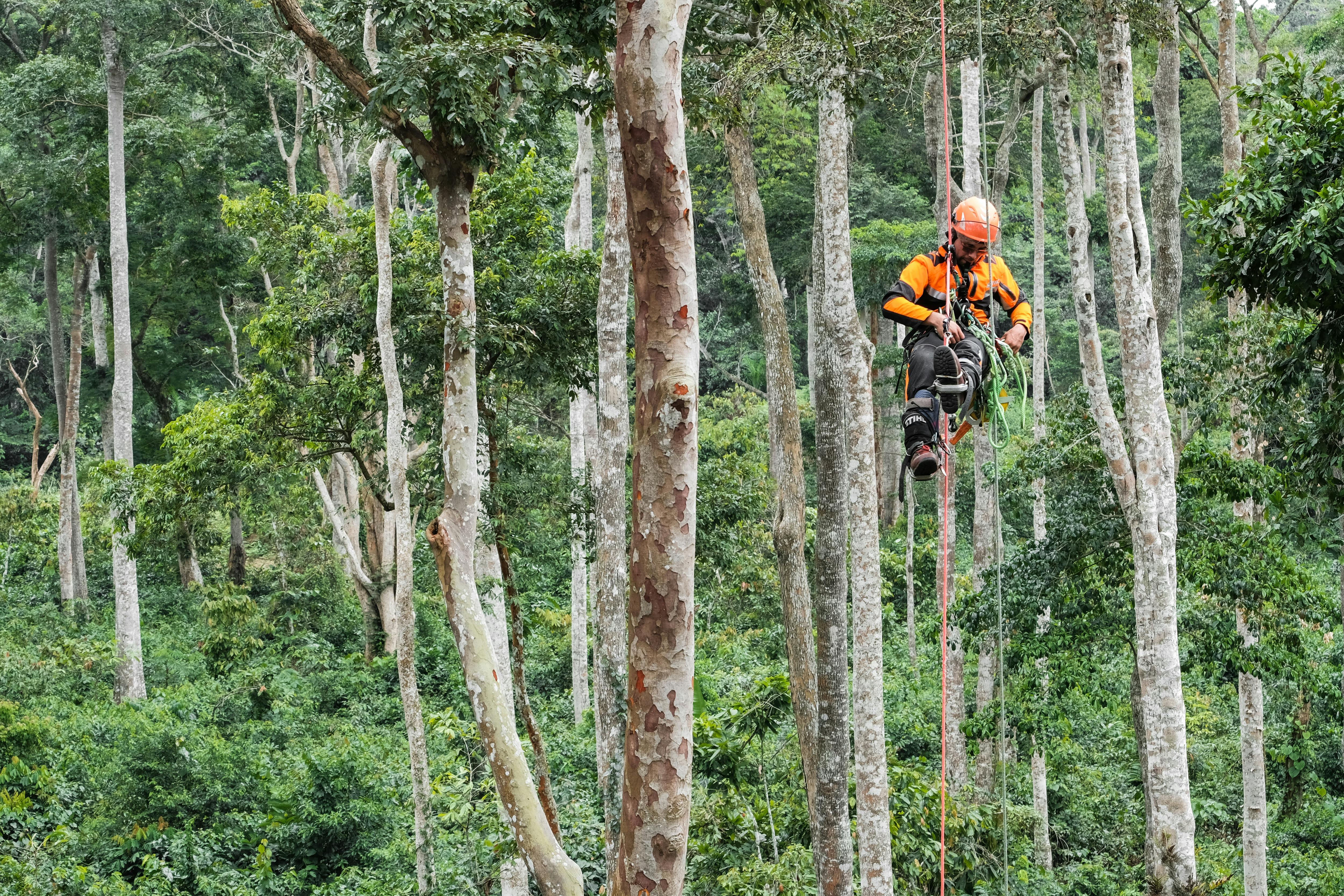 Tropical_Forest_Fund_Tree_Climb