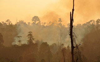 forest fire east kalimantan indonesia