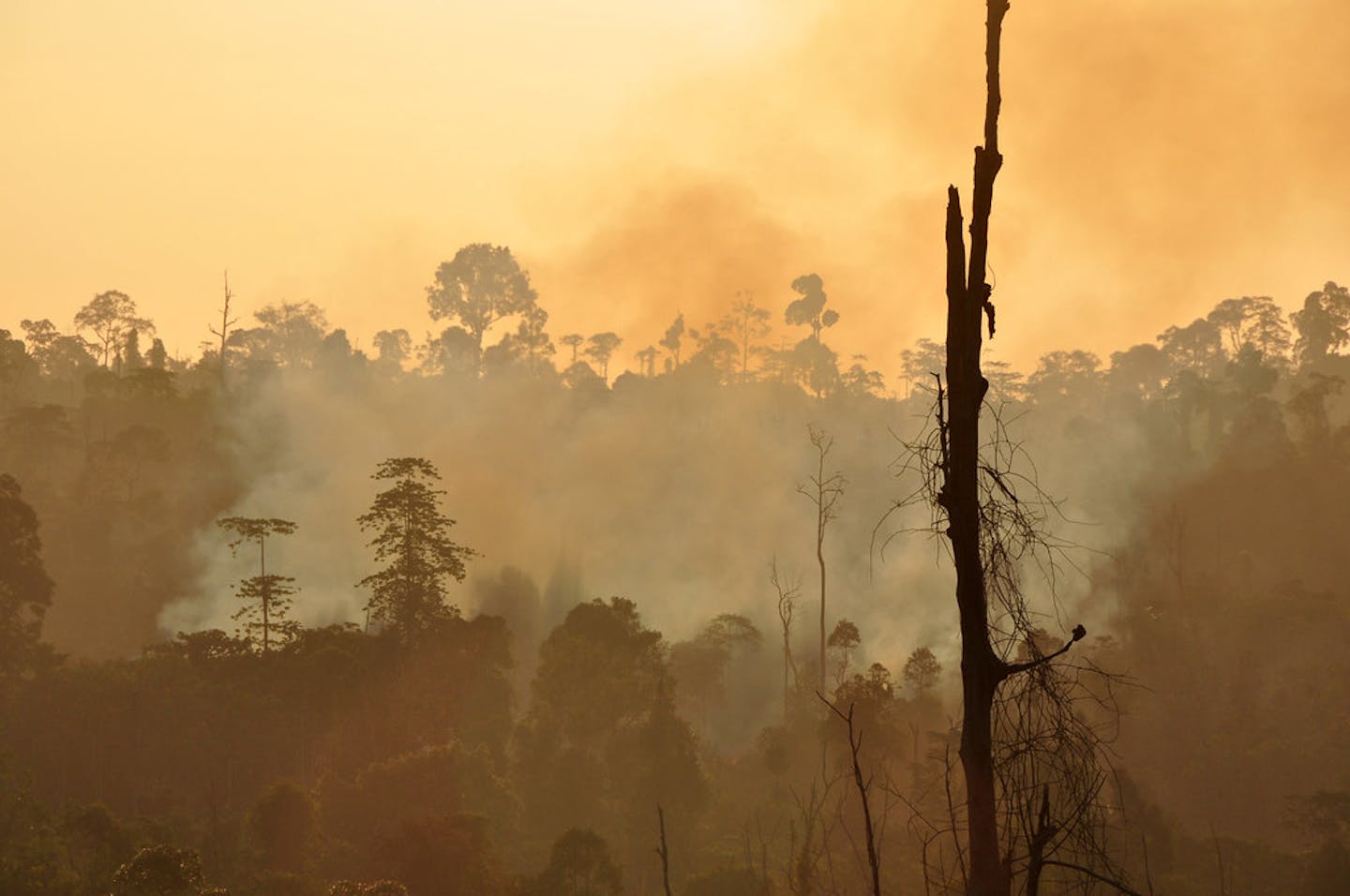 Intense Forest Fires Threaten To Derail Indonesias Progress In Reducing Deforestation Opinion