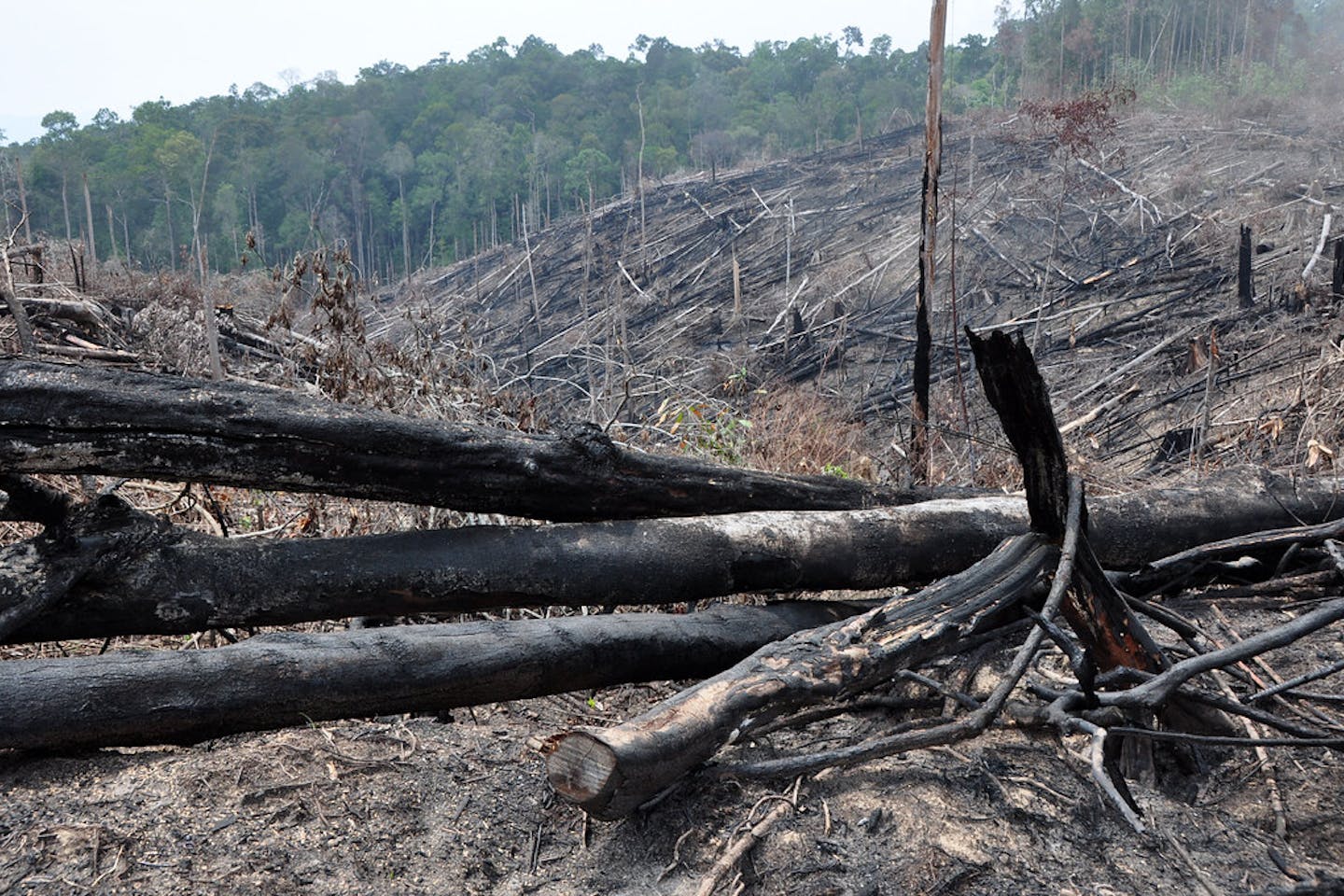 illegal land clearing indonesia