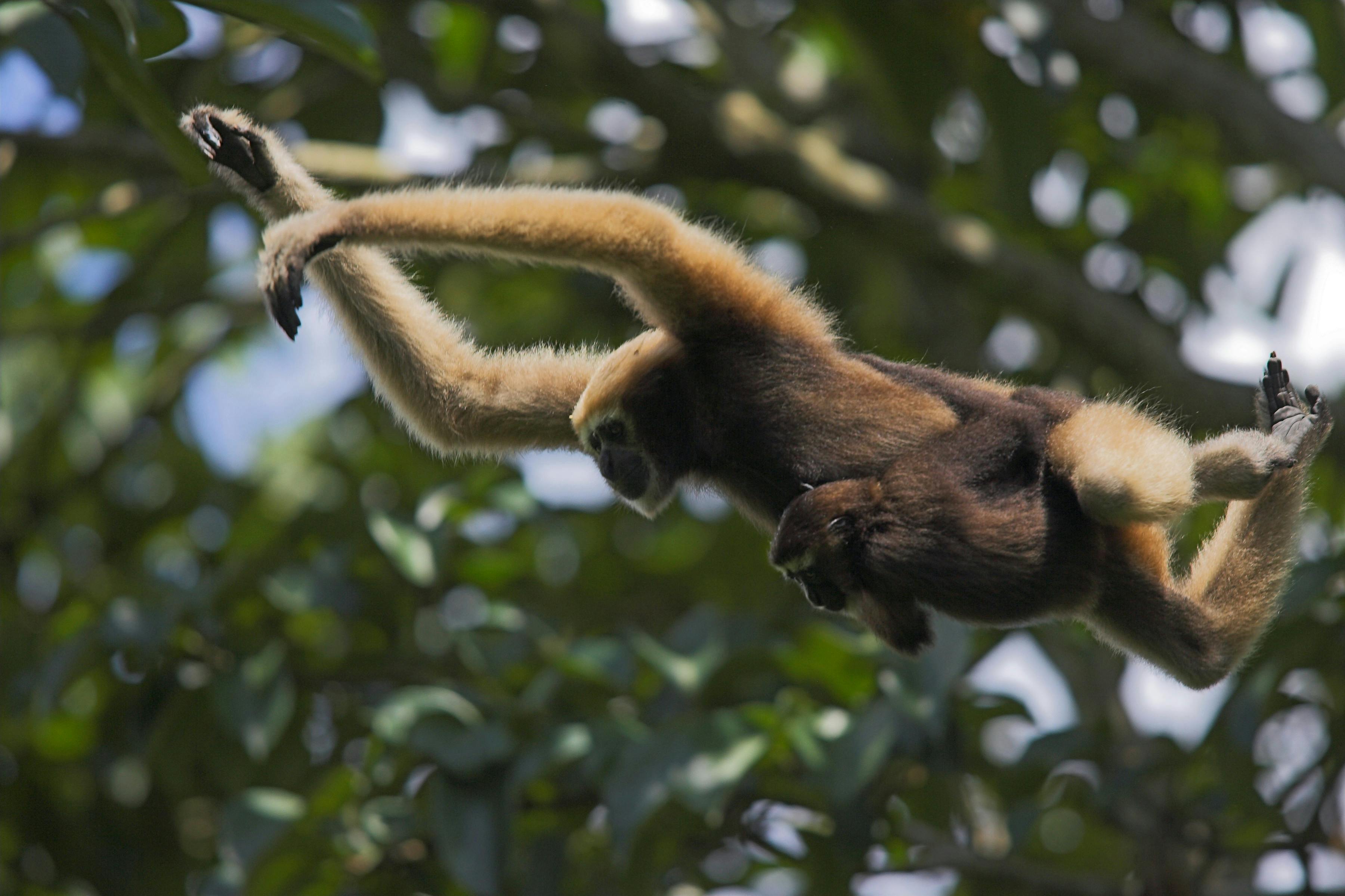 Biodiversity_South_Asia